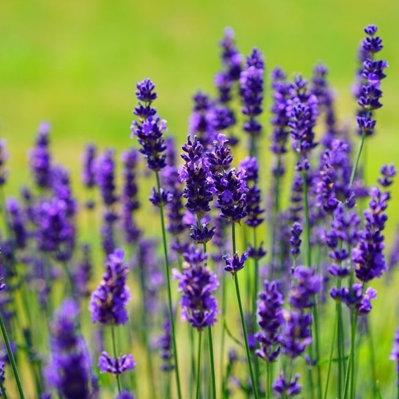 lavenderduck